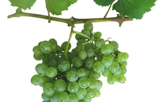 Аврора Магарача