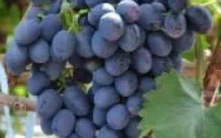 Берландиери х Рипария Кобера 5 ББ