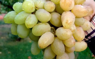 Виноград Боготяновский на винограднике