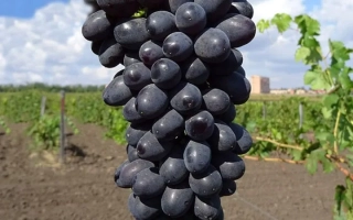 Черный Крымский