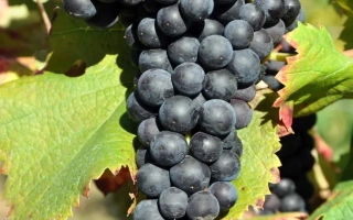 Цимлянський Чорний