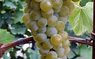 Цитрон Цюрупинский