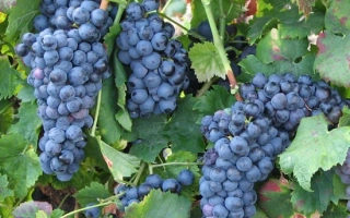 Созревшие грозди винограда сорта Чорна Опіана на лозе - ЧОРНА ОПИАНА