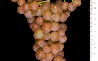 Черсеги фюсереш