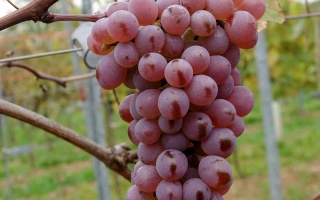 Созревший виноград сорта Днестровский розовый на лозе