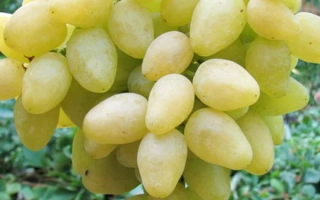 Созревший виноград желтого цвета на лозе - Долгожданный