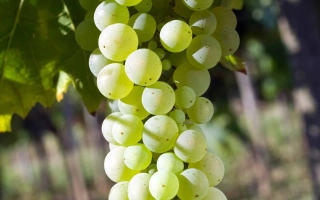 Виноград Фетяска Белая на лозе