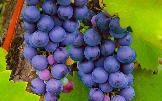 Фиолетовый Ранний