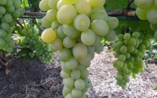 Фрумоаса Албэ