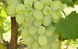 Галбена НОУ