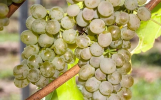 Созревающий виноград на лозе - Гарант 12