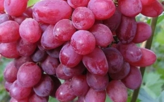 Крупный план грозди красных виноградин сорта Гелиос на фоне листьев