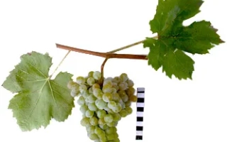 Грушевский Белый — гроздь белого винограда на ветке