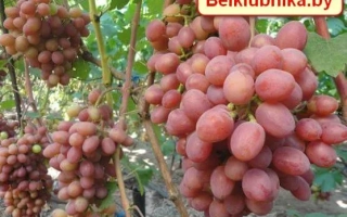 Крупные грозди винограда сорта Белая клубника на лозе - ГУРМАН КРАЙНОВА