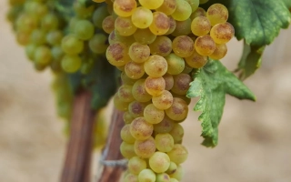 Халиль Изюм