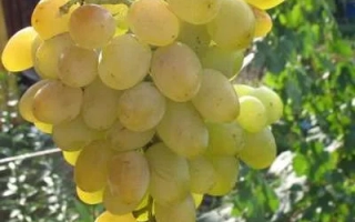 Созревшая гроздь винограда Хатми Урожайный на лозе