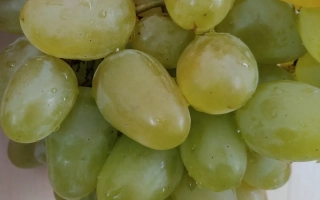 Свежий виноград Хризолит в руке