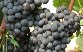 Созревший виноград сорта Ильичевский ранний на лозе