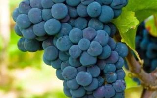 Ильичовский ранний