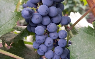 Каберне Кортис Таманский