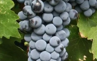 Каберне Совиньйон