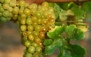 Кандаваста