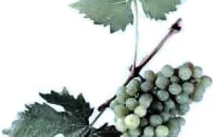 Сорт винограда Капсельский белый на ветке с листьями