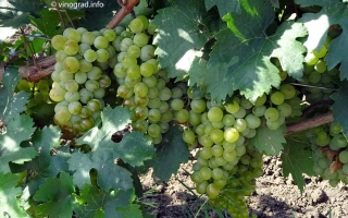 Кавказский Ранний