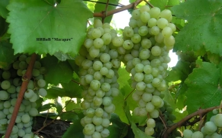 Кирмизи САП Судакский