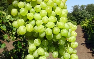 Виноград на лозе, рука держит гроздь - КОКТЕЙЛЬ