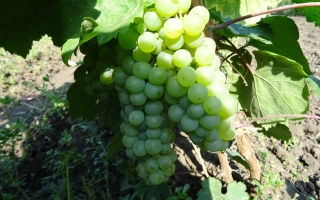 Созревающий виноград на лозе - КОКУРДЕС БЕЛЫЙ