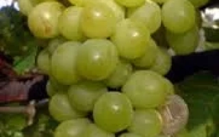 Королева виноградникив