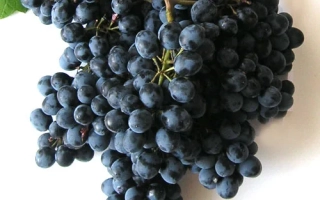 Созревший виноград сорта Красень на ветке