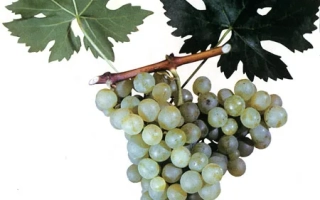 Куртсеит Аганын Изюм