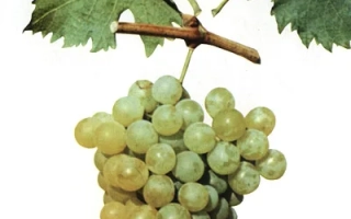 Ларни Мускатная