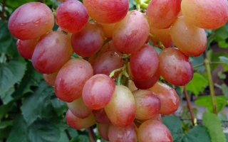 Кисть винограда сорта Ливия на лозе