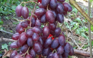 Люси Красная