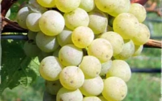 Манзони Бьянко