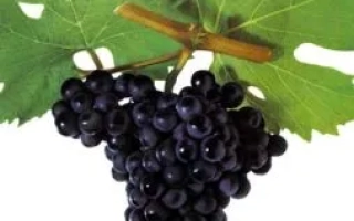 Марсельский чорний ранний