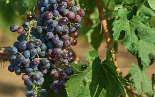 Мисгюли Кара