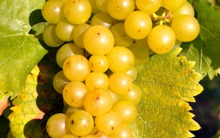 Москато Джалло