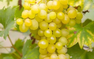 Мюллер Тургау