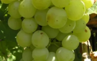 Мускат жемчужный / Мускат жемчужний