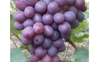 Созревший виноград на лозе - Низина