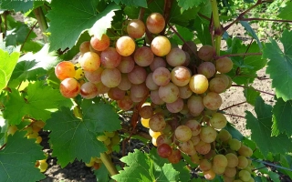 Новоукраинский Ранний