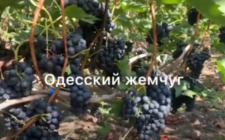 Одеський жемчуг