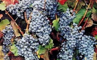 Одесский черный / Одеський чорний