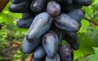 Одесский сувенир