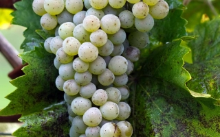 Оницканский Белый