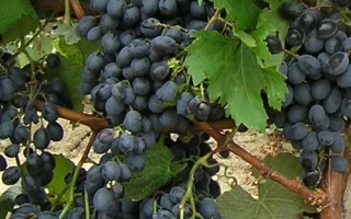 Созревший виноград темно-синего цвета на лозе - ПАМЯТИ ГОЛОДРИГИ